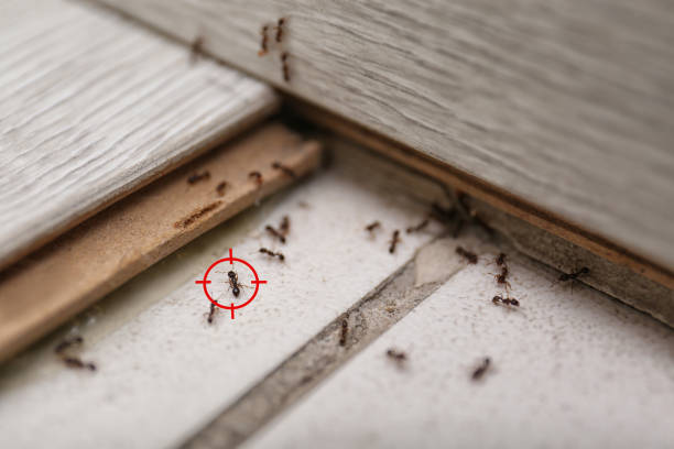 Reliable Westbrook, ME Pest Control Solutions