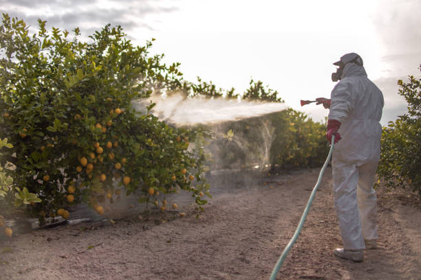 Wasp Removal Services in Westbrook, ME