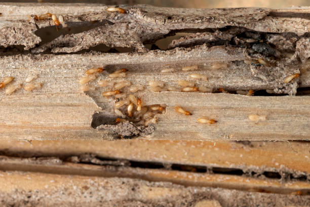 Spider Control Near Me in Westbrook, ME